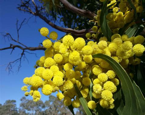 what is a wattle